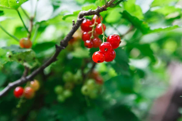 Röda vinbär på en bush närbild, sommarträdgård — Stockfoto