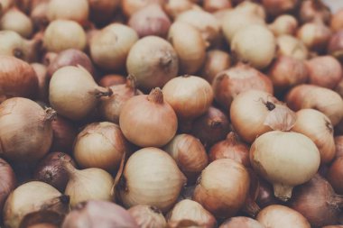 Organik soğan taze toplanmış, arka plan