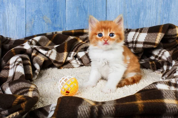 Rot orangefarbenes Kätzchen auf blauem Holz — Stockfoto