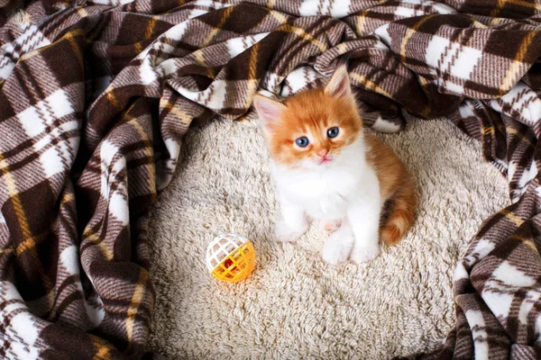 Gatito naranja rojo en madera azul — Foto de Stock