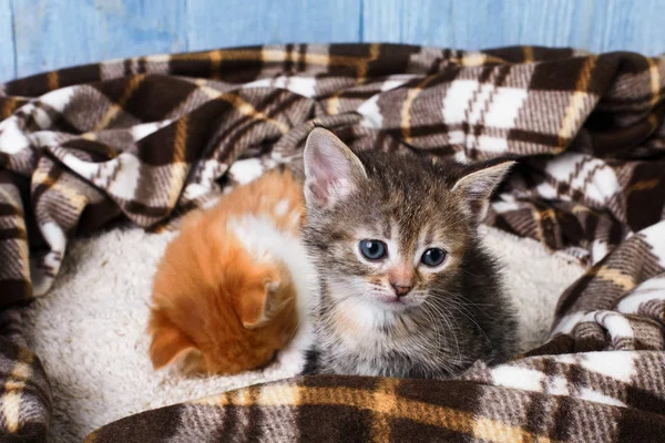 Adorable gatito gris en manta a cuadros —  Fotos de Stock