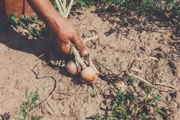 Ajo ecológico recogido en granja ecológica en manos de agricultores — Foto de Stock