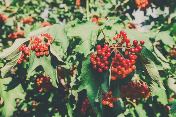 Red ripe fruits on guelder rose tree in garden — Stock Photo, Image