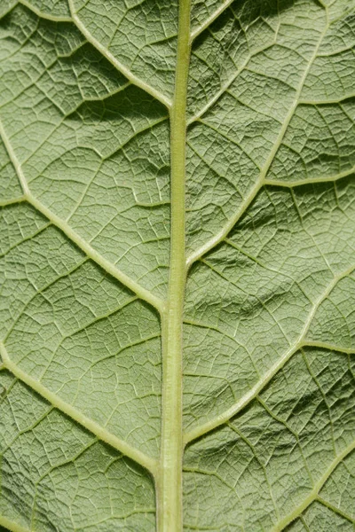 Frische grüne Klette Blatt Nahaufnahme Textur Hintergrund — Stockfoto