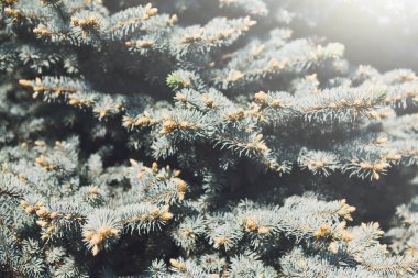 Mavi ladin, peyzaj tasarımı, dekoratif bitki