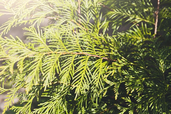 Декоративное хвойное вечнозеленое дерево, крупным планом — стоковое фото