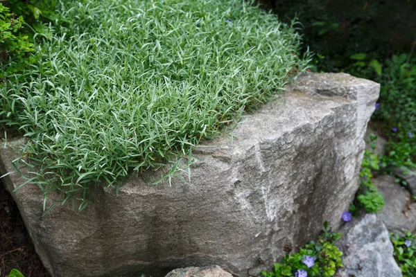 Decorative plant, rosemary herb grows in garden