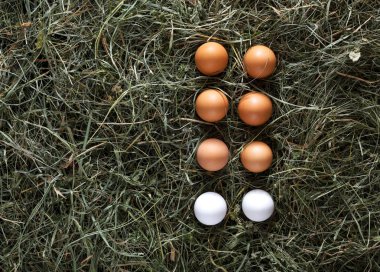 Hay, arka plan tarım Eko taze tavuk kahverengi yumurta