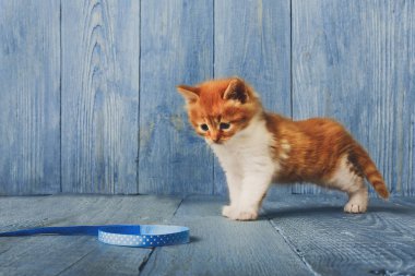 Kırmızı turuncu yavru kedi, mavi ahşap