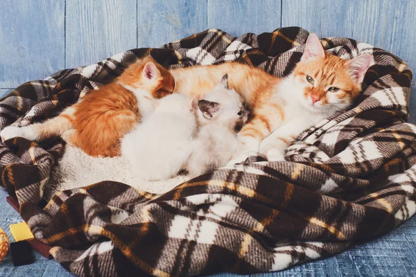 Cat nursing her little kittens at plaid blanket — Stock Photo, Image