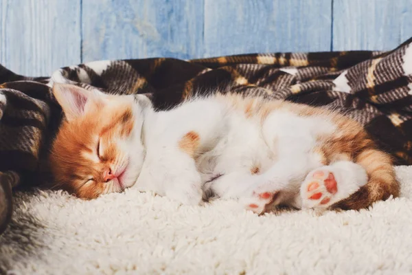 Gatito naranja rojo en madera azul — Foto de Stock