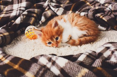 Ekose battaniye, üzgün kırmızı turuncu yavru kedi