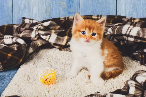 Czerwony pomarańczowy kotek o niebieski drewno — Zdjęcie stockowe