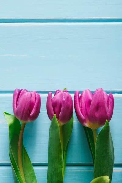 Fondo flores, Tulipanes violeta sobre madera azul, espacio para copiar —  Fotos de Stock