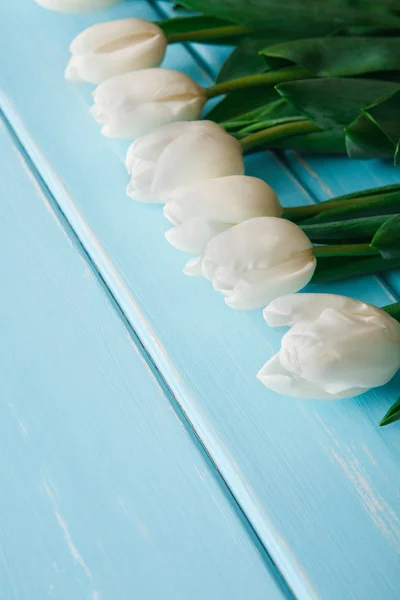 Tulipas brancas em fundo de madeira azul, espaço de cópia — Fotografia de Stock