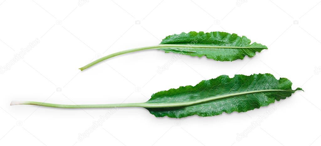 Horseradish leaf isolated on white