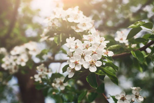 Albero di ciliegio fiore primaverile, ramo con fiori primo piano — Foto Stock