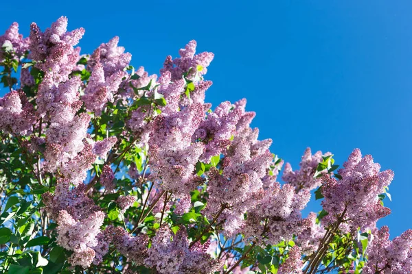 ライラックの木春の花、花のクローズ アップの支店 — ストック写真