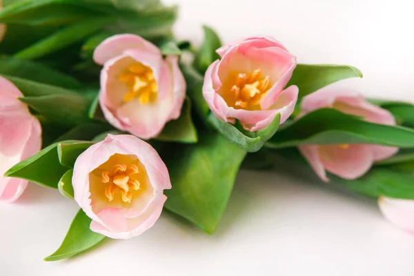 Różowe tulipany na białym tle, zbliżenie — Zdjęcie stockowe