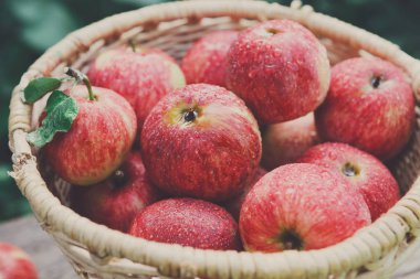 Sepet elma hasat sonbahar Bahçe ile