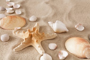 Deniz plaj kum ve deniz kabuklarını arka plan, deniz kıyısı taşlar ve deniz yıldızı
