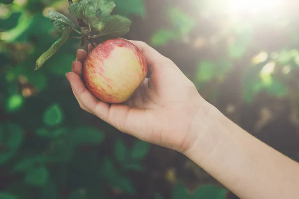 庭の木に赤い熟したリンゴを拾う子供手 — ストック写真