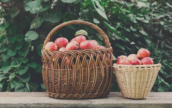 秋の庭でりんご収穫とバスケット — ストック写真