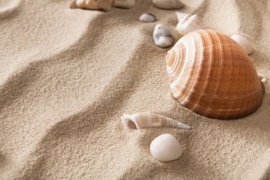 Deniz plaj kum ve deniz kabuklarını arka plan, deniz kıyısı