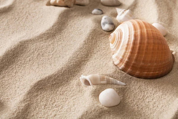 Praia do mar areia e conchas fundo, litoral natural — Fotografia de Stock
