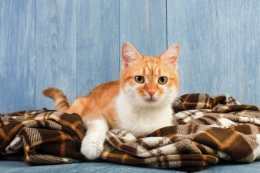 Ekose battaniye var oturan zencefil kedi