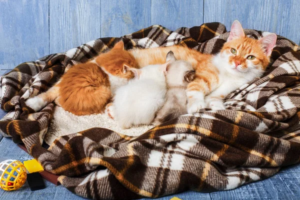 Gato amamantando a sus gatitos en manta a cuadros —  Fotos de Stock