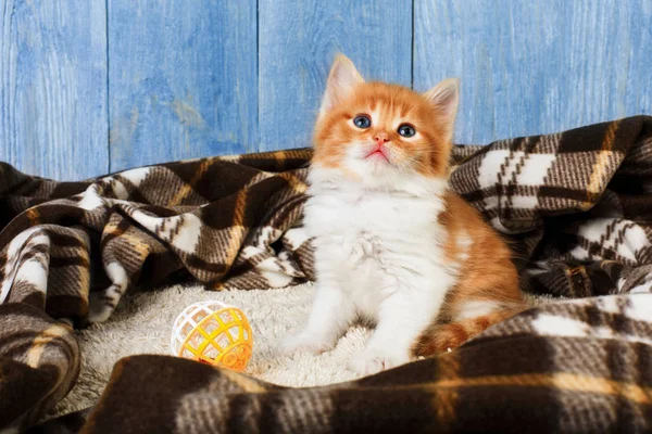 Κόκκινο πορτοκαλί γατάκι στο μπλε wood — Φωτογραφία Αρχείου