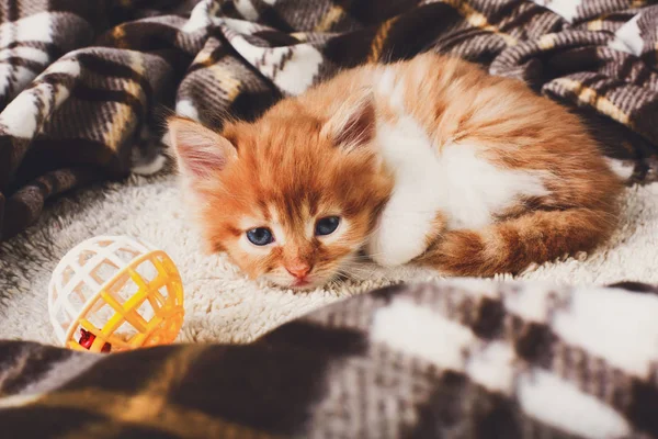 Sad Red orange kitten at plaid blanket — Stock Photo, Image