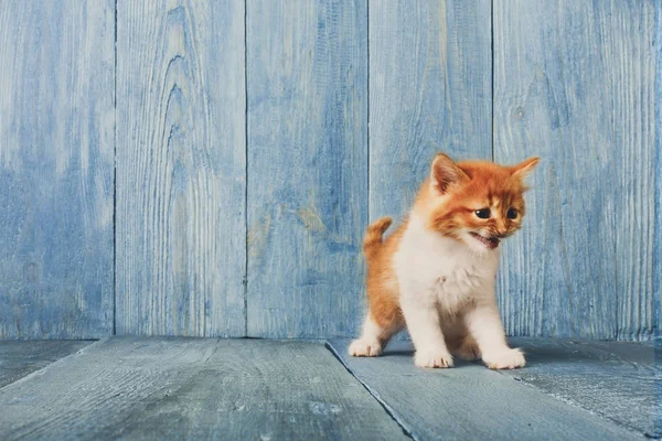 Red ginger kitten on blue wood background — Stock Photo, Image