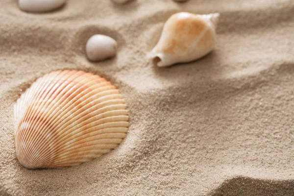 Sea beach sand and seashells background, natural seashore Royalty Free Stock Images