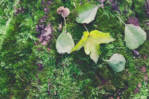 Осенние листья на зеленом мху на фоне деревьев — стоковое фото