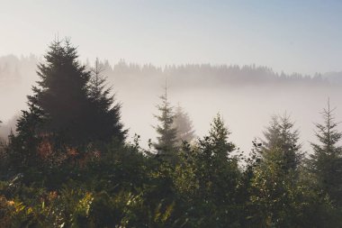Herdem yeşil orman genel bakış, manzara arka plan