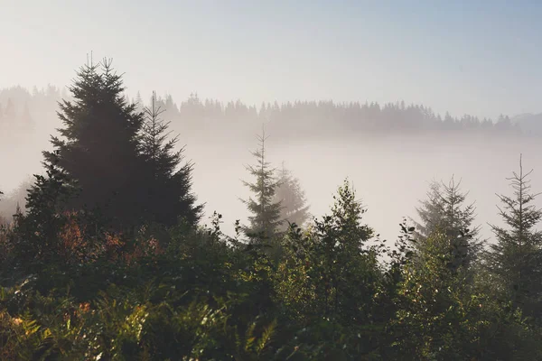 Herdem yeşil orman genel bakış, manzara arka plan