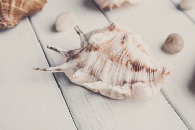 Seashell closeup beyaz tahta, deniz tatil arka plan üzerinde