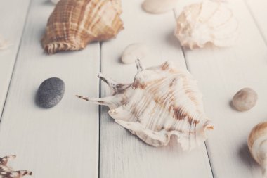 Beyaz tahta, deniz tatil arka plan üzerinde kabukları