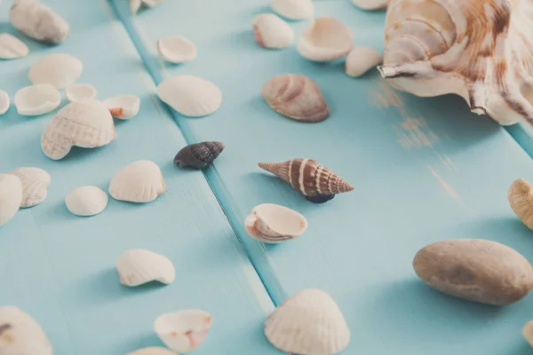 Conchas de mar en madera azul, fondo de vacaciones de mar — Foto de Stock