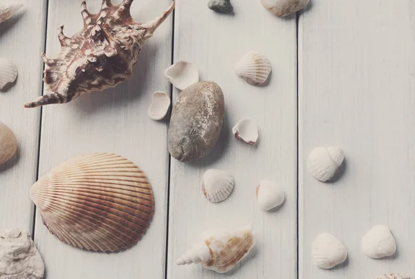 Conchas de mar en madera blanca, fondo de vacaciones de mar — Foto de Stock