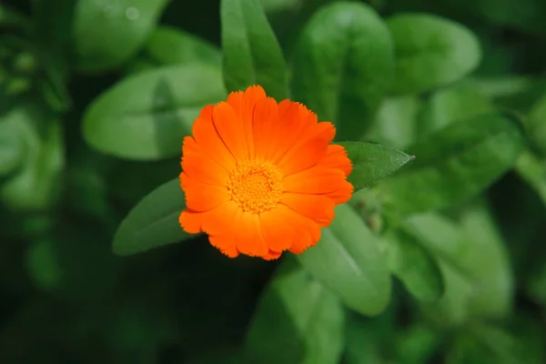 Piękny pomarańczowy Nagietek kwiat tło — Zdjęcie stockowe