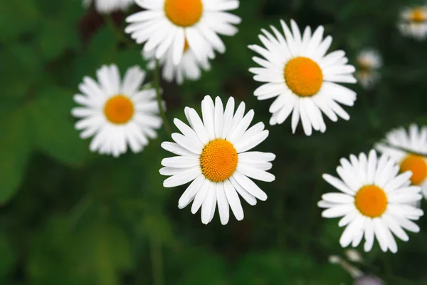 Beautiful white camomile flower background — Stock Photo, Image