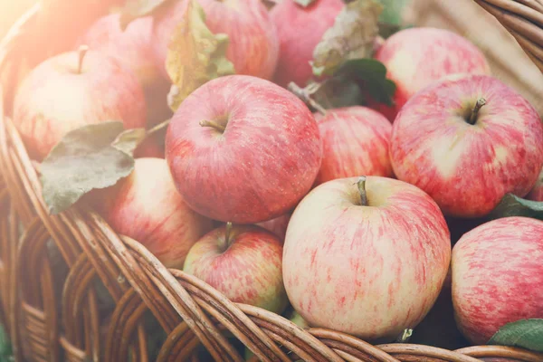 Korb mit Äpfeln auf Gras im Garten, Blick von oben — Stockfoto