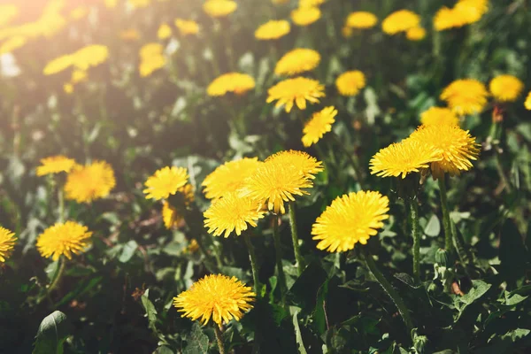 Dente di leone giallo primo piano. Sfondo fiore . — Foto Stock