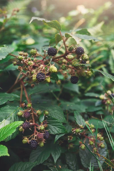 熟した果物のクローズ アップ森の中で野生のブラックベリーの枝 — ストック写真