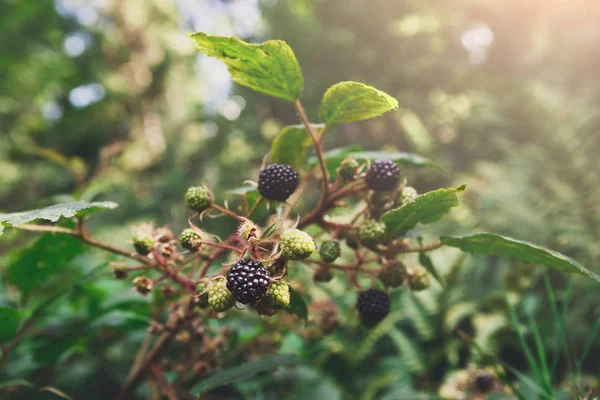 Rama de mora silvestre con frutas maduras de cerca en el bosque — Foto de Stock