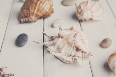 Beyaz tahta, deniz tatil arka plan üzerinde kabukları