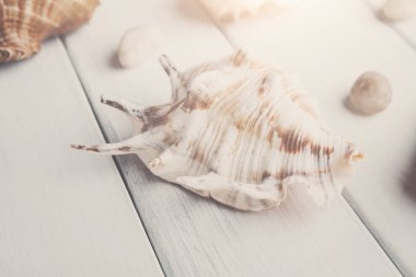 Seashell closeup beyaz tahta, deniz tatil arka plan üzerinde